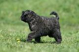 BOUVIER DES FLANDRES 342